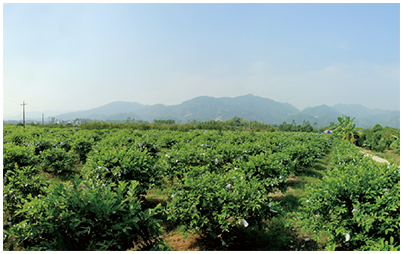 湛江香水柠檬种植基地图片